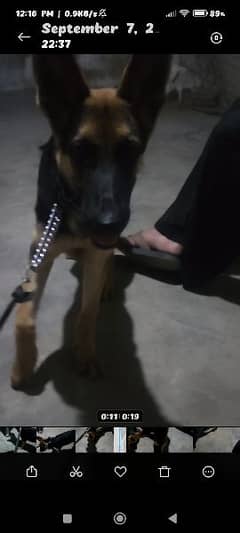 German shepherd Puppy 4 Months Female