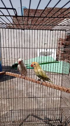 Albino Fisher lutino persanata red eye love birds parrot