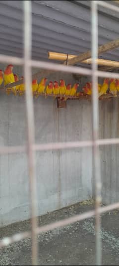 Latino love birds Ready to Breed