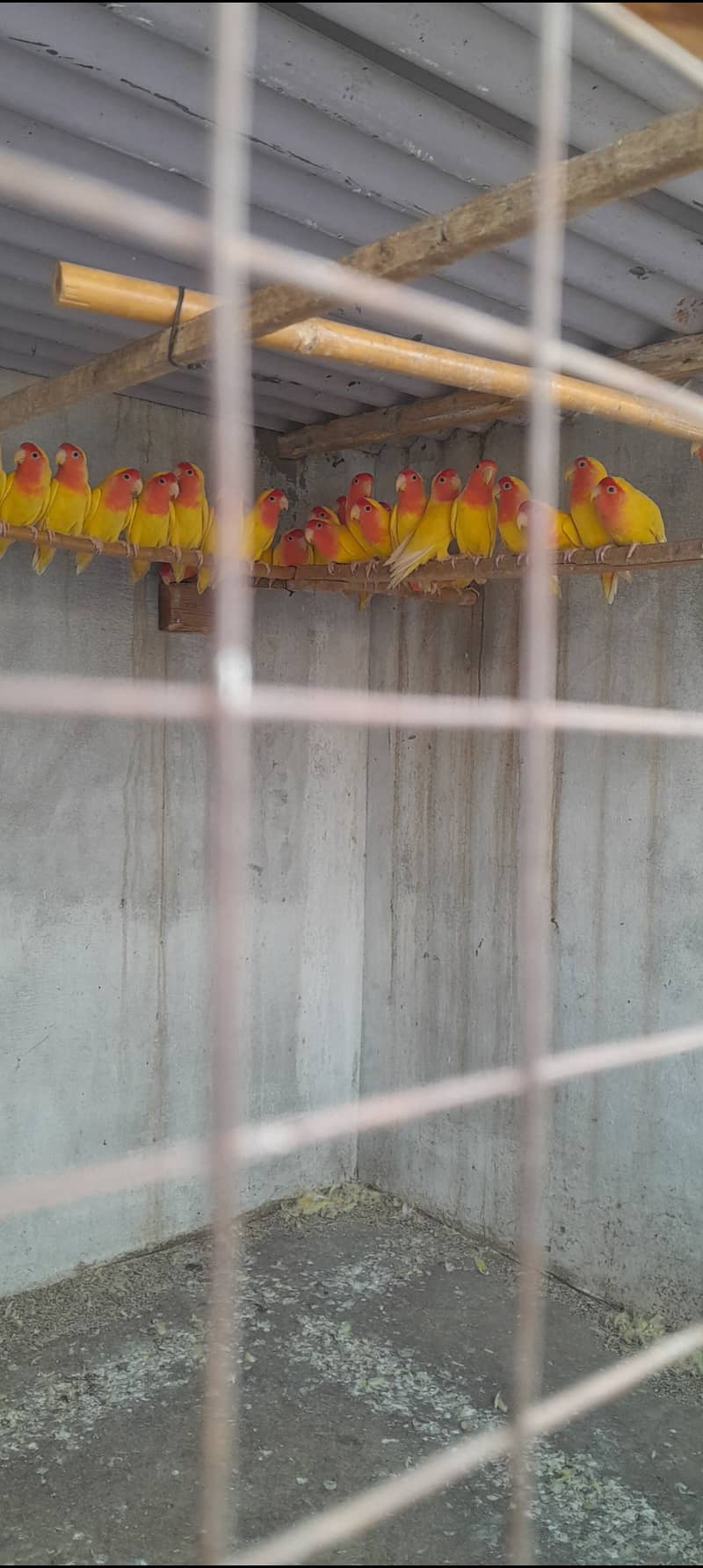 Latino love birds Ready to Breed 2