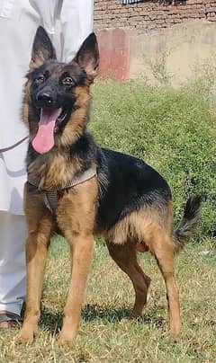 alshesion bhagyary male age 11 months sequrty dogs for sale