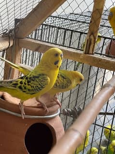 Yellow TCB Pair Australian Parrots 0