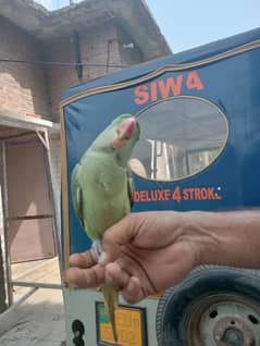 raw parrot hand tame talking parrot