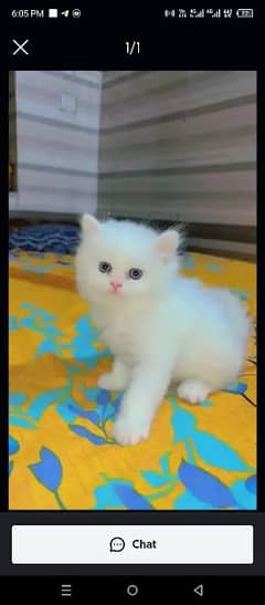 Persian Cat for sale my WhatsApp number 03238950275