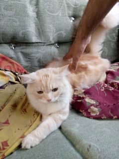 persian  cat for sale