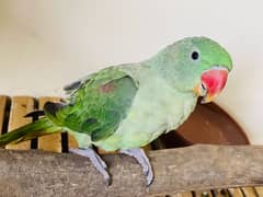 Alexandrine raw parrot