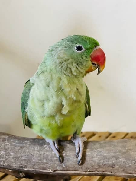 Alexandrine raw parrot 1