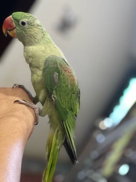 Alexandrine raw parrot 2