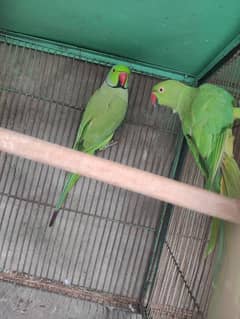 full breeder ha pair contact 03010220002