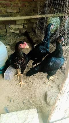 aseel mushka / female  / hen for sale