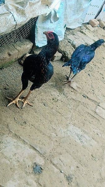 aseel mushka / female  / hen for sale 2