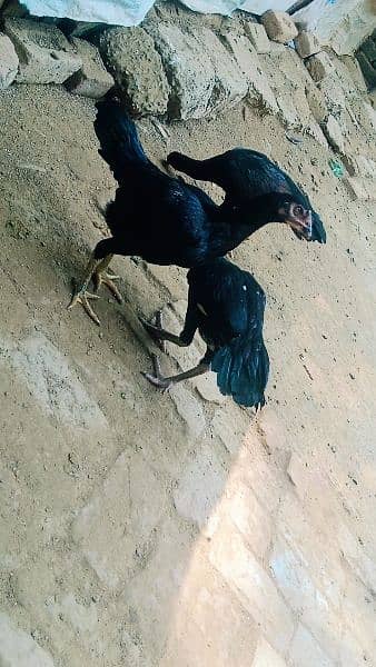 aseel mushka / female  / hen for sale 3