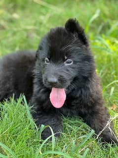 Black German shepherd