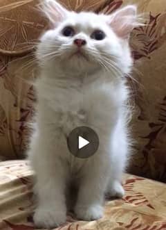 Persian cat boot active han han 60 days age