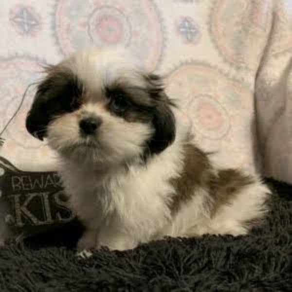 Shitzu male/ female puppies available for sale 4