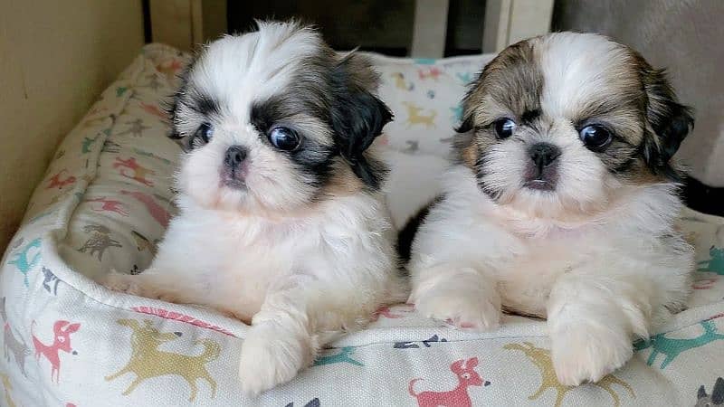 Shitzu male/ female puppies available for sale 0