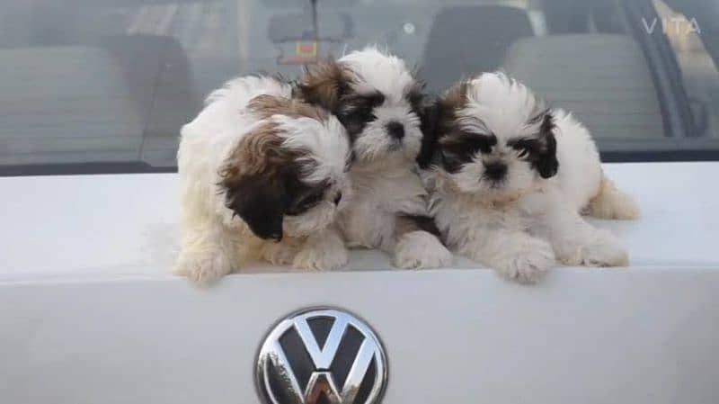 Shitzu male/ female puppies available for sale 3