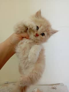 Persian kittens triple coat