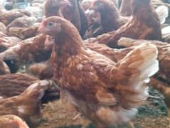 Loman brown Hen's available contact Whatsapp 03184174754