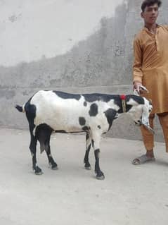 Ghaban Goat For Sale