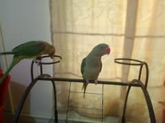 Raw parrot |5 month age| green parrot pair for sale in gujrat |parrots