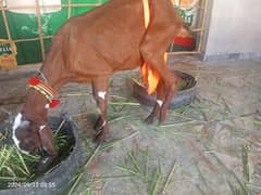 Goats/Nagri/Beatal/Rajan pori for sale