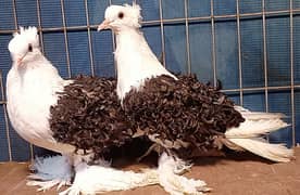 Fancy Pigeons For sale European class