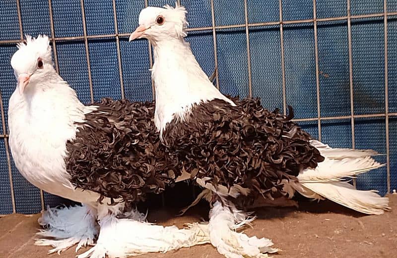 Fancy Pigeons For sale European class 0