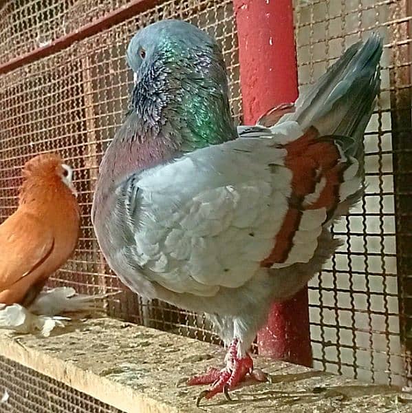 Fancy Pigeons For sale European class 1