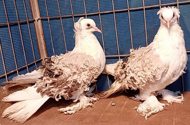 Fancy Pigeons For sale European class 2