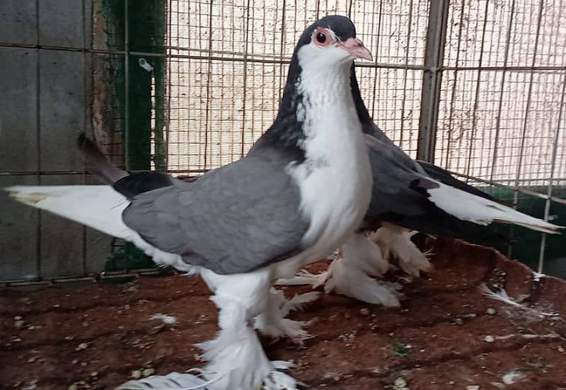 Fancy Pigeons For sale European class 3