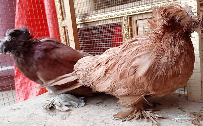 Fancy Pigeons For sale European class 4