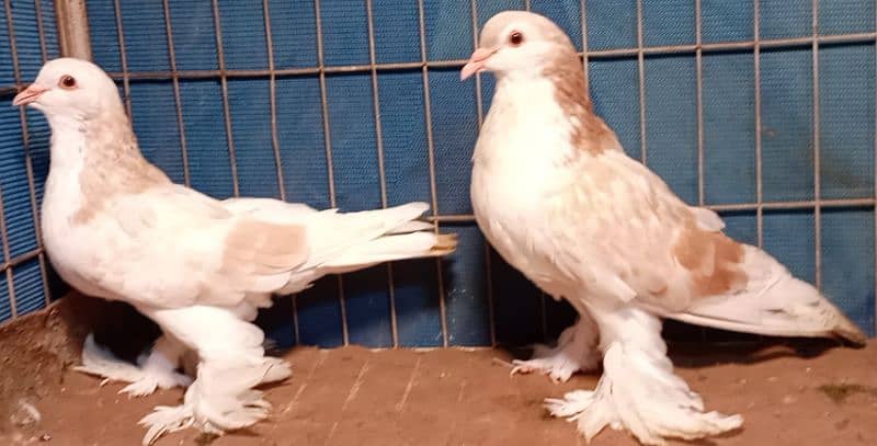 Fancy Pigeons For sale European class 6