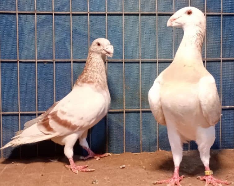 Fancy Pigeons For sale European class 7