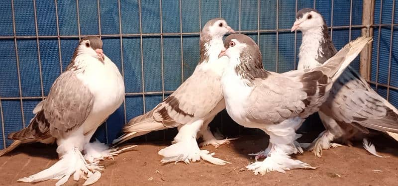 Fancy Pigeons For sale European class 8