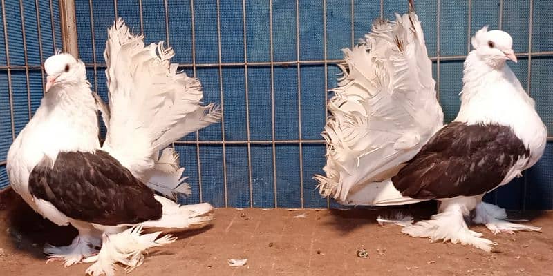 Fancy Pigeons For sale European class 9