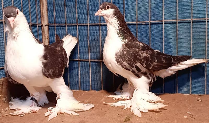 Fancy Pigeons For sale European class 10