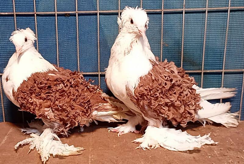 Fancy Pigeons For sale European class 11