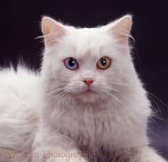 white persian