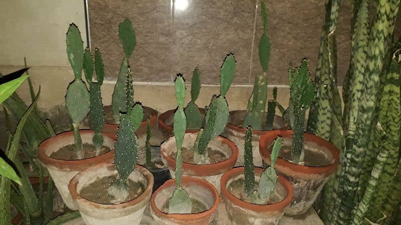 Cactus plants for sale (Bunny ear catus) 0