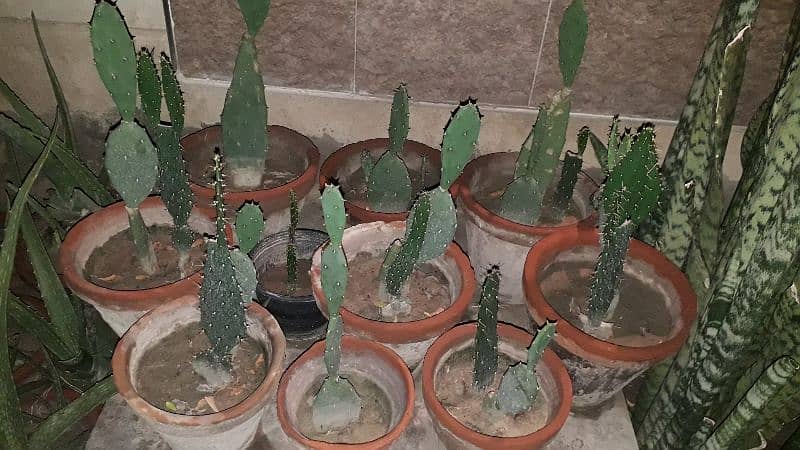 Cactus plants for sale (Bunny ear catus) 1