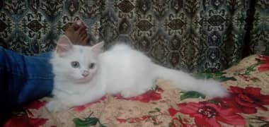 kitten\white kitten\ double coat \kitten cat