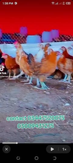 golden misri Cock for sale 700gram