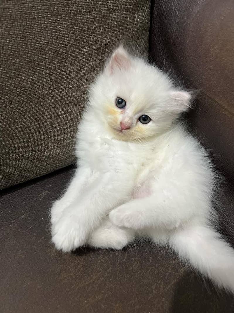 Persian / Tripple Coat / Double / Beautiful / Cute face / white / Cat 0