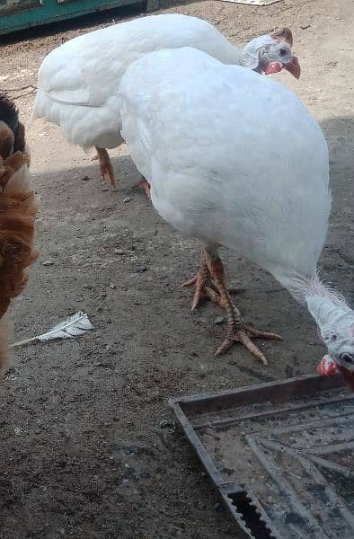 hens or white chhakkor or white duck pair 03/07/78/82/8/90 1