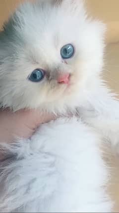 Persian kitten triple coated Sami punch face