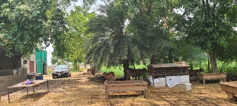 27 Kanal Land With Farmhouse For Sale 23