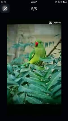 Ringneck patha urgent sale 0