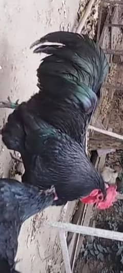 Australorp heritage male foresale first pic father ki ha