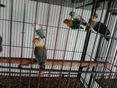 all bird sale